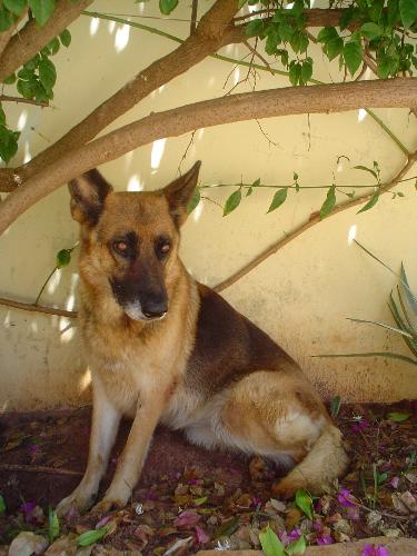 My god ^^ - 	 this is mine another one Dog it is very pretty and accompanying