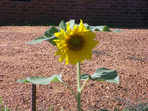 Sunflower - This is growing right by my hummingbird and wild bird feeders.