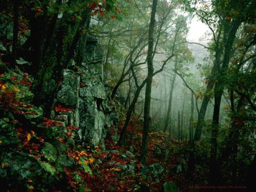 spring - A nice pic showing rainy forests..