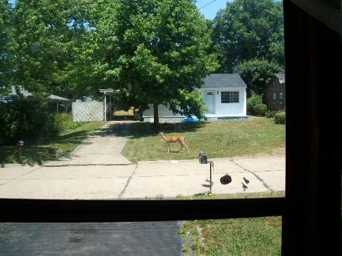 Deer On Our Street - Picture of a deer walking down our street, looking for water. We have been going through a drought, and the deer are coming out of the woods at the end of our street in search of water.