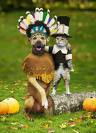 Dogs and cats - a very nice picture with them