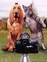 Dogs and Cats - take a picture! please smyle :D!