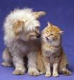 Dogs and cats - Hello my love...