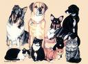 Dogs and cats - Let's talk about the money... :D