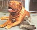 Dogs and cats - dog and cat togeter takeing a nap...