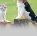 Dogs and cats - Hey I'm bigger than you!