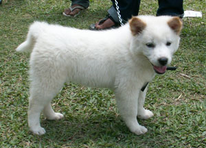 Kintamany Dog - I Love this kind of dog