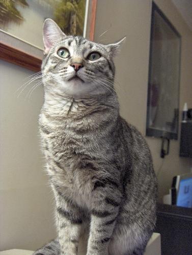 Sheba - The new baby of the family, a stray that came to our place 2 years ago and managed to fit in nicely with the other 3 cats that we have.