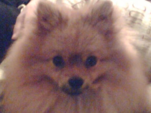 my pet - its my pet,he is two years old this year! wo love him so much!