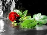 Rose - Red Rose