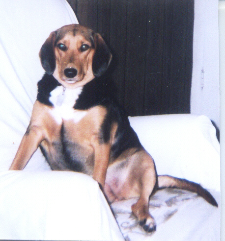 my mixed hound - a photo hound she is part bassett hound and mixed my mixed hound - a photo hound she is part bassett hound and mixed