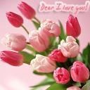 tulips -  I love tulips!They are gorgeous!I wish oneday I could see them in their hometown-Holland!