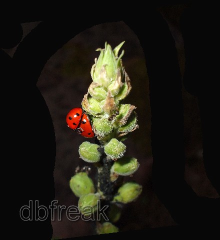 Love! - Ladybirds in love