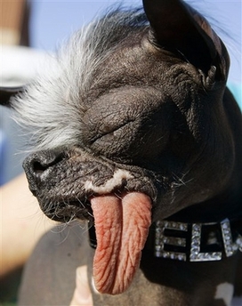Elwood--Ugliest Dog of The Year? - Photo of the famous ugly dog Elwood