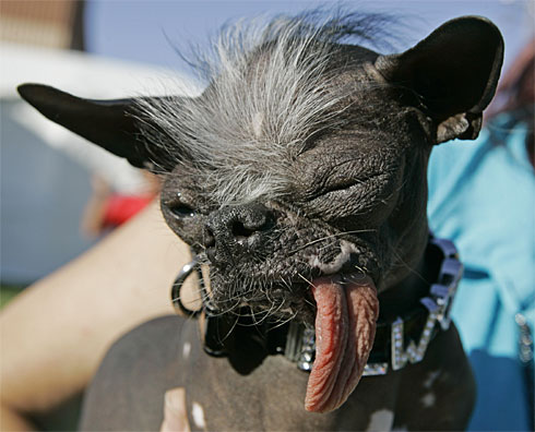most ugly dog in the world - ugly dog?cute dog?