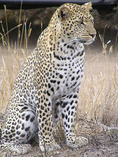 Leopard - Leopards are infamous for their ability to go undetected.