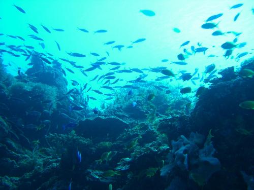 H2o - taking pictures while guiding underwater...cool!!!
