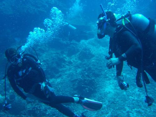wandering down their - fun diving together with guest...