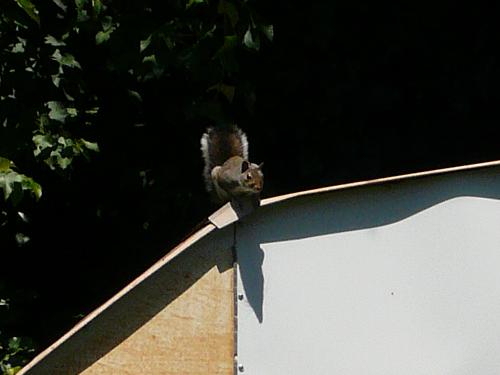 Squirrel - Here is a picture of a squirrel on my shed thinking about jumping across to my birdfeeder.