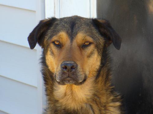 Our Duke Dog - The Duke Dog in Summer 2006