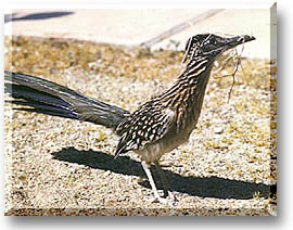 roadrunner - Southwestern roadrunner