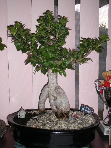 Grafted Banyan Fig - a fig i just repotted