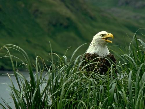 bird - photo of a bird