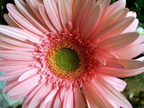 sunflower - this is best floweri have seen i ts just unique colour with variety of structure in it