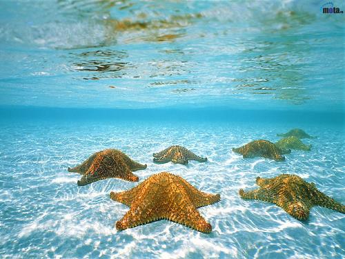 underworld - love to see life under water
