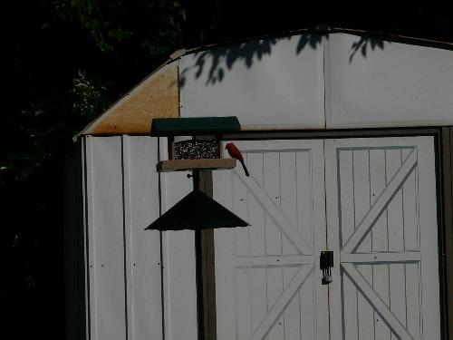 Cardinal - Here is a picture of a cardinal eating at my birdfeeder this morning.