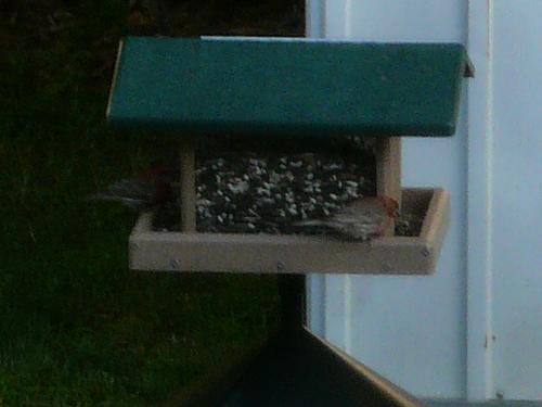 Birds - Here is a picture of a couple house finches eating at my bird feeder. They are so cute.