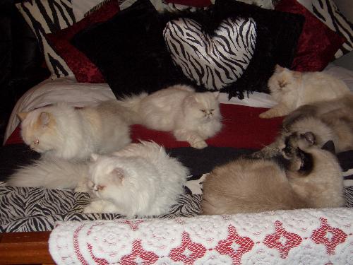 Bed of cats - Some of my cats on my bed