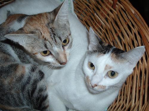 Tina and Luna - Those are my sibling cats, Tina and Luna. Don&#039;t they look different? XD