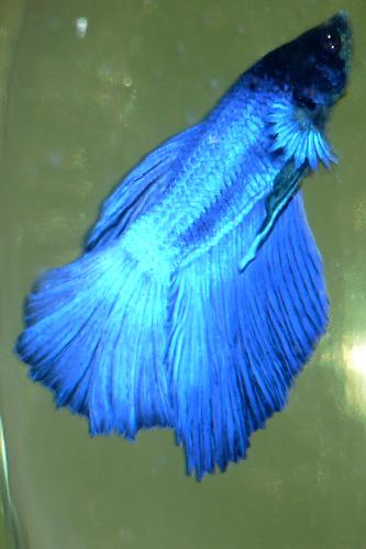 Royal Blue half moon betta! - My newest and most expensive addition!