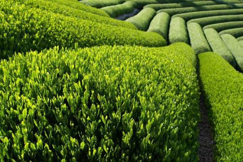 tea - thats a green tea garden...soothing sight