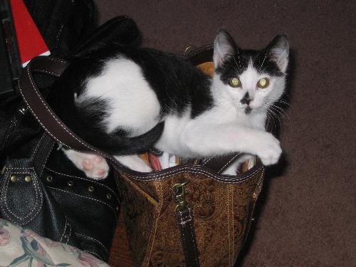 Kitten in my purse - Picture of my kitten Carlye hanging out in my purse!