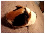 pig! - It's adorable. It's my amazing G-Pig.