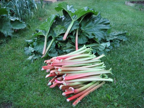 Fresh Cut Rhubarb - This is some fresh cut rhubarb from our garden. Ready to take in the house and prepare Rhubarb Crisp Crunch and Rhubarb Cake with. 