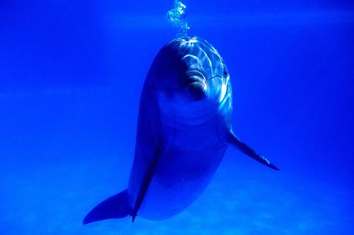 Underwater - As we know that fishes are now a days being at high risk as the are extincting due to impurity in water and many harmful chemicals throned be industries in water for their disposal