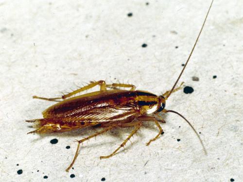 Roaches - This is the picture of the nasty cockroach...