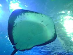 sting ray - pic