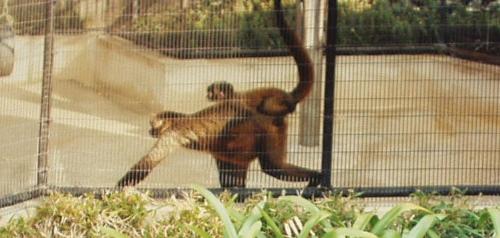 At the San Diego Zoo - I don't know what kind they are though.