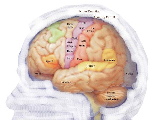 human brain - logic logic logic logic logic logic logic logic logic logic logic logic logic logic logic logic logic logic logic logic logic logic logic logic logic logic logic logic logic logic logic logic logic logic logic logic logic logic