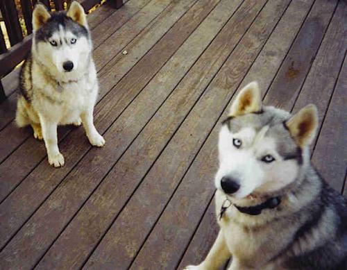 siberian huskies - Jewel at the left and Rusky at the right.