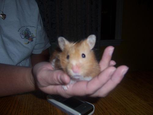 hamster - This is Hyacinth my hamster!
