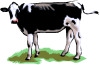 Dairy Cow - A dairy cow clipart.
