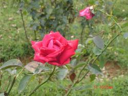 red rose - Red Rose Flower photographed at Mysore, India