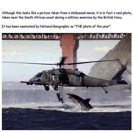 Shark Attack!!!! - This is an amzing pic though i am not sure whether it is genuine or computer generated... It really sends a chill down u'r spine just as u imagine u'rself in that guy's position or even close to that Great White....kinda like 'Jaws'