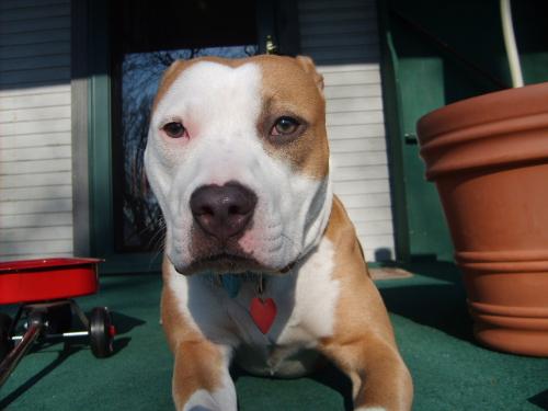 Puddin - My girl and best friend. She's just chillin' on our porch, enjoying the beautiful day! She's one year old!