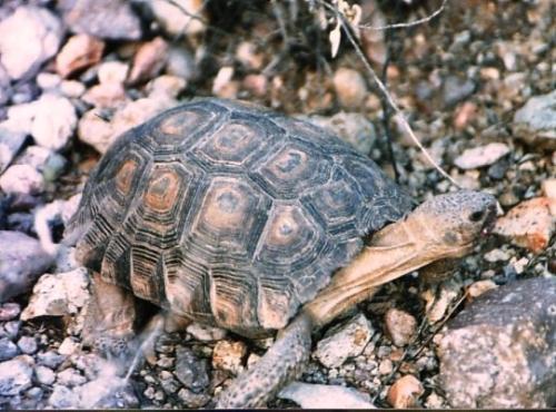 tortoise - i like tortoise